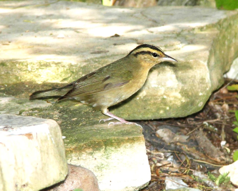 797 - WORM-EATING WARBLER (4-19-12) convention center, south padre island, tx  (1)