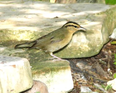797 - WORM-EATING WARBLER (4-19-12) convention center, south padre island, tx  (1)