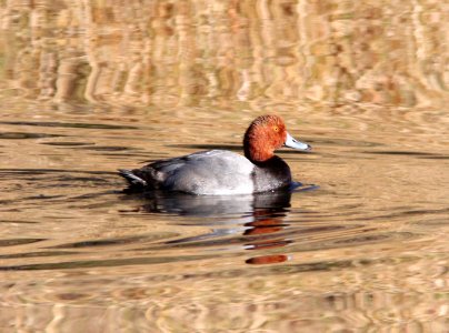 041 - REDHEAD (10-28-11) pena blanca lake, scc, az  (4)