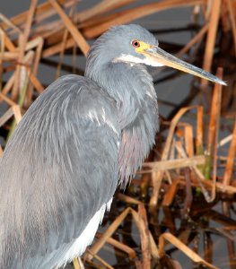 190 - TRICOLORED HERON (3-1-12) s padre island world bird center, tx  (4)