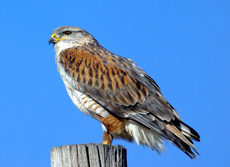 231 - FERRUGINOUS HAWK (12-29-07) ca valley, slo co, ca (2)