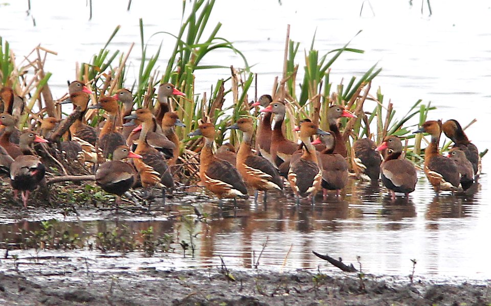 004 & 003 - FULVOUS & BLACK-BELLIED WHISTLING-DUCK (3-22-13) vermilion co, louisiana  (2)