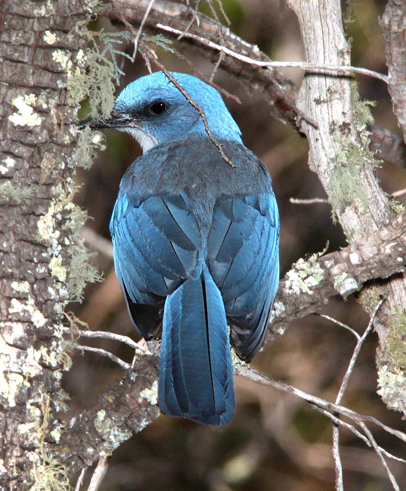643 - MEXICAN JAY (4-17-12) chisos mts, big bend nat park, tx  (1)