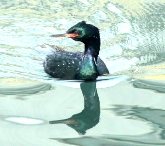 173 - PELAGIC CORMORANT (1-9-10) morro bay, sloco, ca (3)