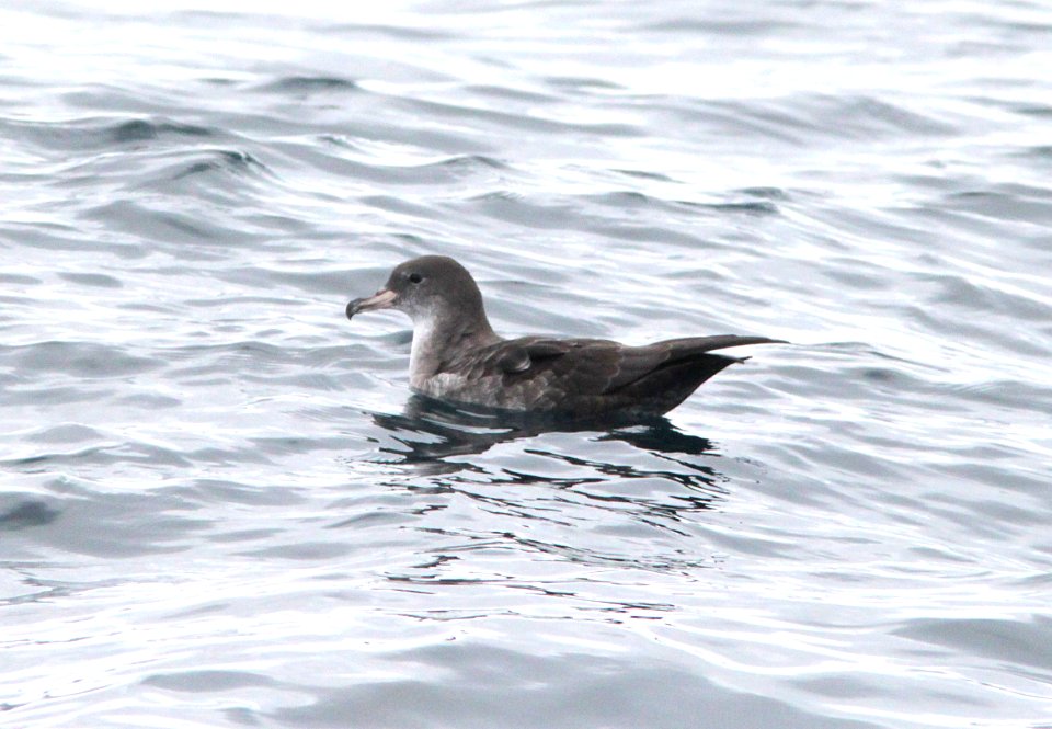 129 - PINK-FOOTED SHEARWATER (9-5-09) off bodega bay, ca  (1)