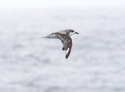 121 - COOK'S PETREL (6-12-10) off santa barbara on the Condor, ca (10)