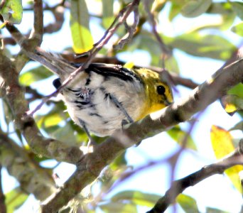 623 - YELLOW-THROATED VIREO (9-3-07) oceano, slo co, ca (1)