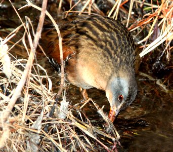 239 - VIRGINIA RAIL (1-15-11) patagonia lake, scc, az  (4)