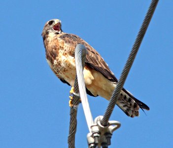 227 - SWAINSON'S HAWK (9-8-11) santa cruz river north of rio rico, scc, az  (5)