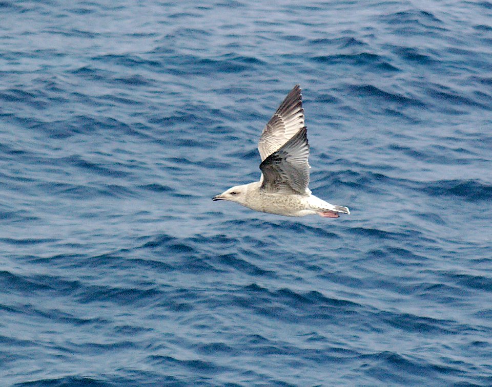 359 - KAMCHATKA MEW GULL (9-06) attu, ak (1)