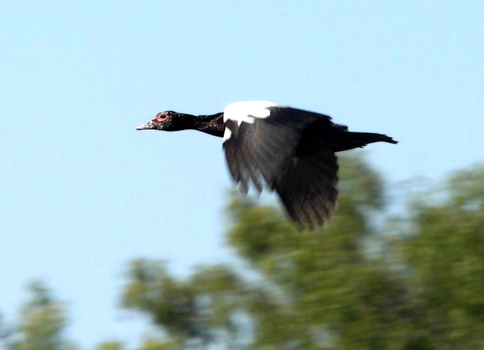 022 - MUSCOVY DUCK (4-22-12) salineno, tx (1)