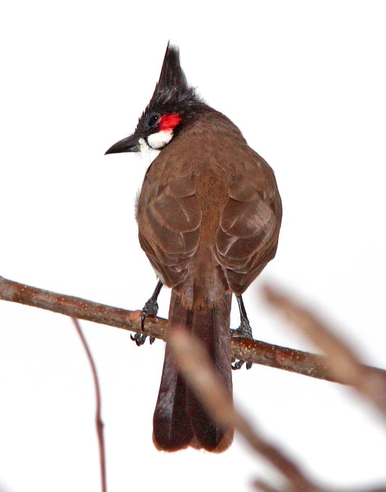 706 - RED-WHISKERED BULBUL (2-2-13) miami, dade co, fl  (1) - Copy