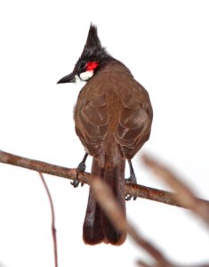 706 - RED-WHISKERED BULBUL (2-2-13) miami, dade co, fl  (1) - Copy