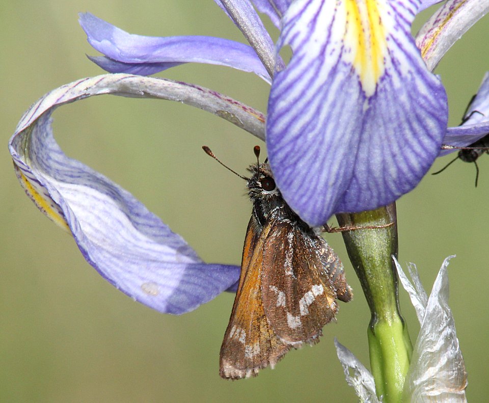 SKIPPER, MORRISON (Stinga morrisoni) (6-14-13) 8500 ft, alpine divide c g, 4 m south of alpine, apache co, az -01