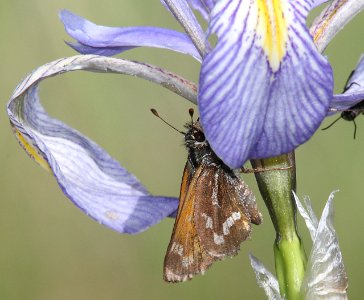 SKIPPER, MORRISON (Stinga morrisoni) (6-14-13) 8500 ft, alpine divide c g, 4 m south of alpine, apache co, az -01