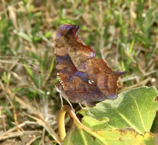 QUESTION MARK (Polygonia interrogationis) (10-28-12) patagonia lake, scc, az -01