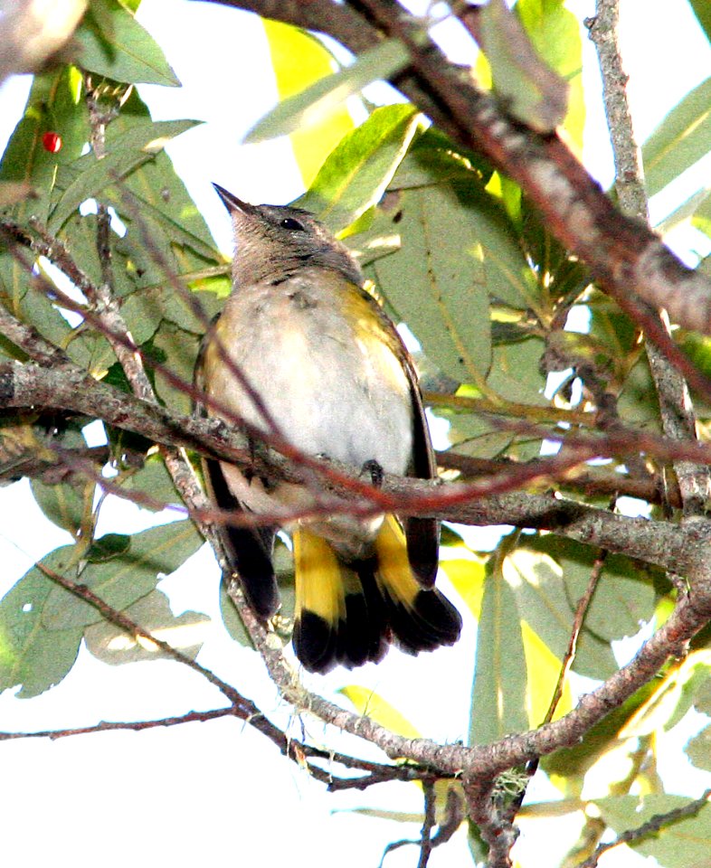 820 - AMERICAN REDSTART  (9-24-08) ad fem, mdo state park, slo co, ca (2)