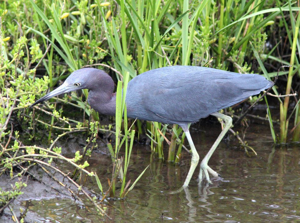 189 - LITTLE BLUE HERON (2-29-12) s padre island birding center, tx  (4)
