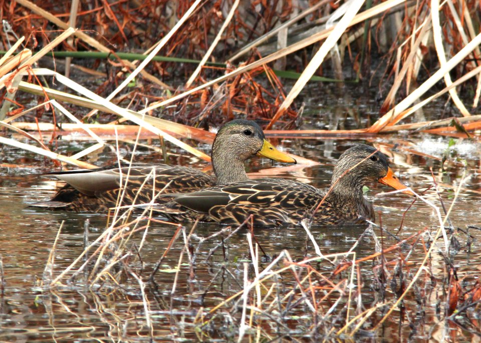 029 - MEXICAN DUCK (1-5-11) patagonia lake, scc, az  (2)