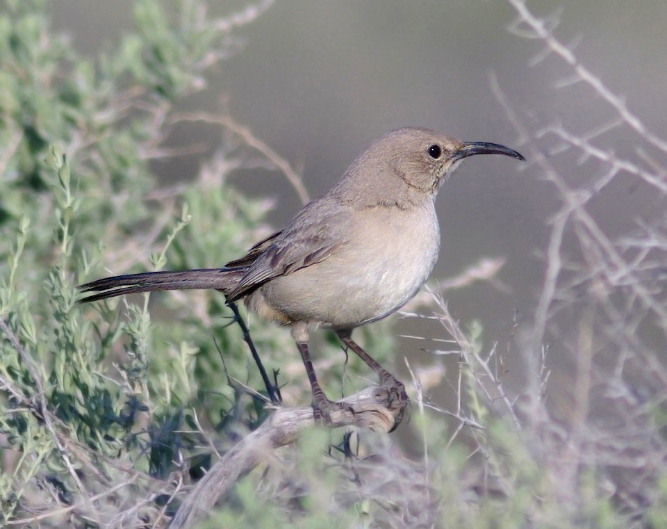 770 - LECONTE'S THRASHER (3-31-09) carrizo plain nat monument, slo co, ca (4)