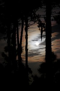 EVERGLADES MOON -2b