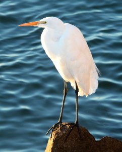 183 - GREAT EGRET  (12-25-09) morro bay, ca -01
