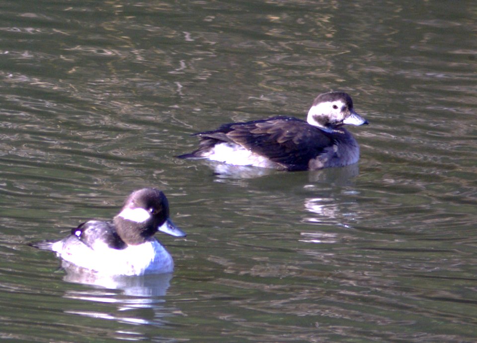 056 - LONG-TAILED DUCK (12-16-08) slo, ca