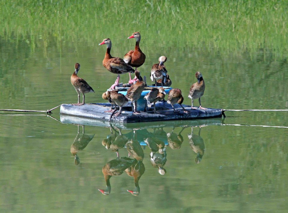 003 - BLACK-BELLIED WHISTLING-DUCK (8-27-12) pat lake state park, scc, az