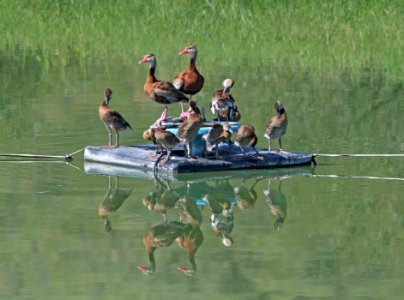 003 - BLACK-BELLIED WHISTLING-DUCK (8-27-12) pat lake state park, scc, az
