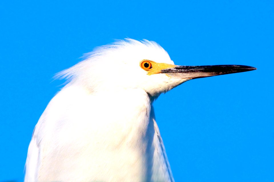 188 - SNOWY EGRET (11-12-09) sloaco, ca