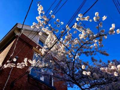 Blossoming Tree, Bishop Street, Corryville, Cincinnati, OH