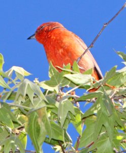910 - HEPATIC TANAGER (4-27-13) south fork, cave creek, cochise co, az