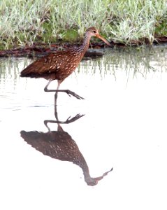 248 - LIMPKIN (2-27-13)  myakka state park, manatee co, fl  (3)