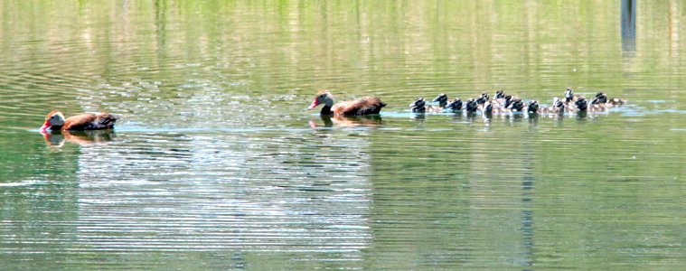 003 - BLACK-BELLIED WHISTLING-DUCK (8-4-12) pat lake state park, scc, az