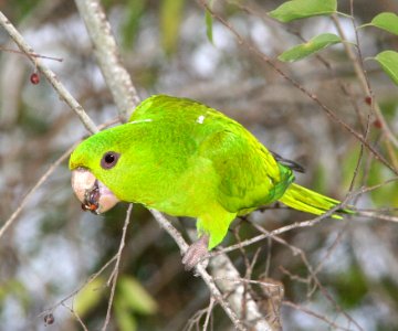 561 - GREEN PARAKEET (1-12-09) bentsen rio grande st park, mission, tx  (11)