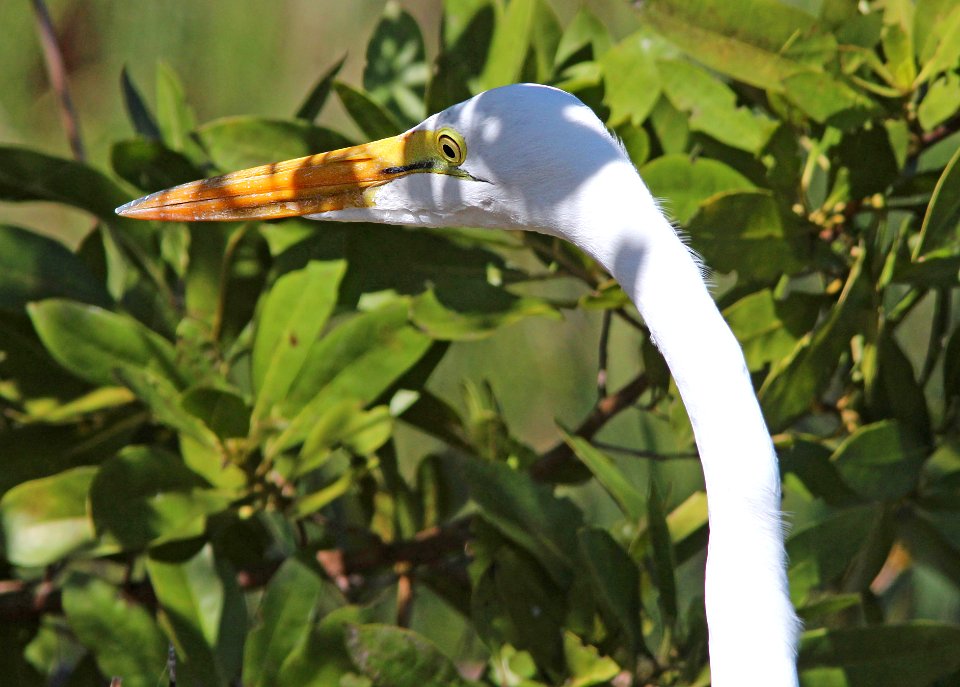 183 - GREAT EGRET (3-9-13) key west tropical forest and botanical garden, key west, monroe co, fl  (3)