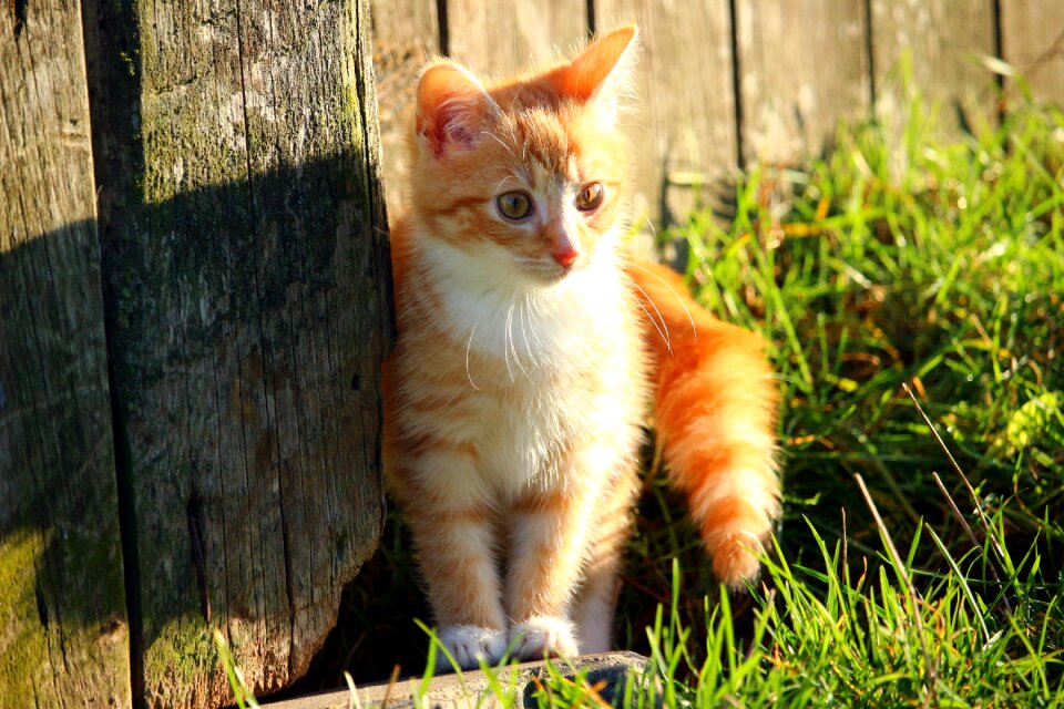 Cat baby young cat red cat