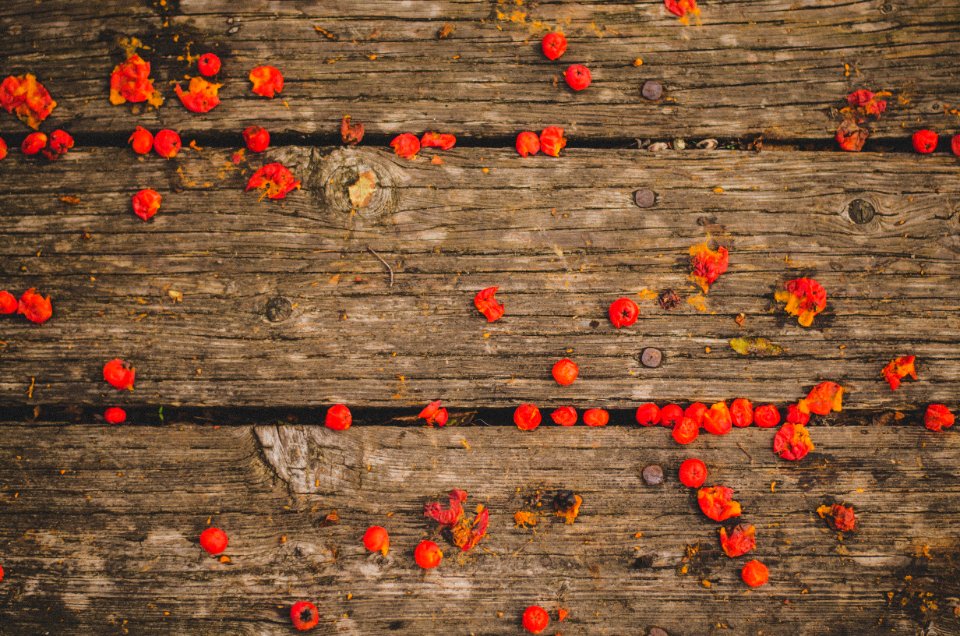 Boardwalk and Berries