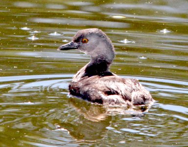 095 - LEAST GREBE (5-14-13) pena blanca cove, pena blanca lake, scc, az -1