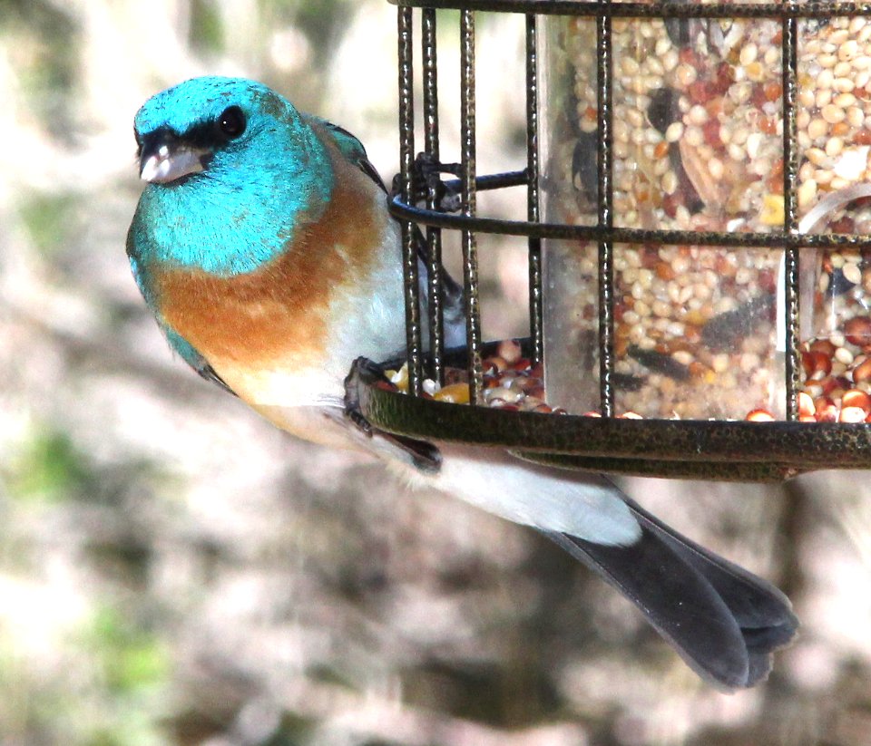 923 - LAZULI BUNTING (4-8-13) 78 circulo montana, patagonia lake ranch estates, scc, az -03