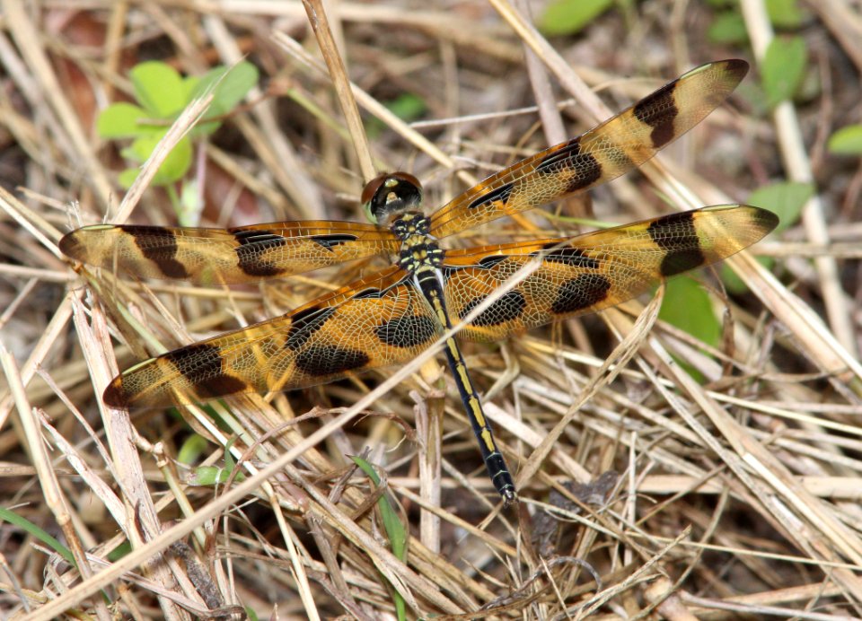HALLOWEEN PENNANT (Celithemis eponina) (3-3-13) evrgades national park, monroe co, fl -01