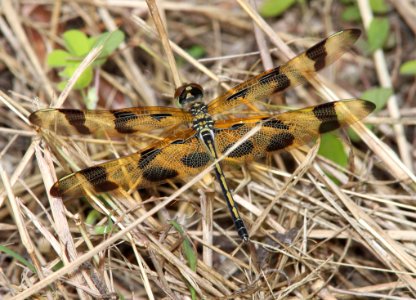 HALLOWEEN PENNANT (Celithemis eponina) (3-3-13) evrgades national park, monroe co, fl -01
