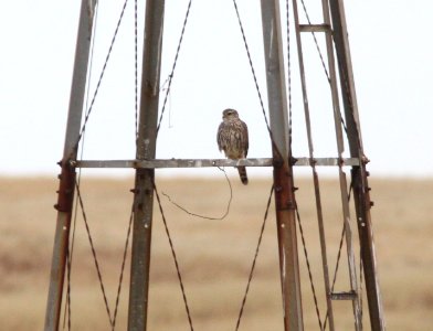 MERLIN (11-15-12) san rafael grasslands, scc,az -01