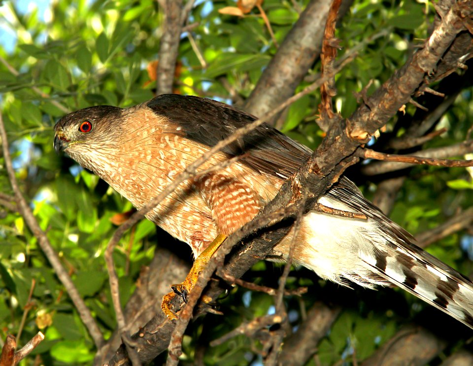 217 - COOPER'S HAWK (7-6-11) patagonia-sonoita creek preserve, scc, az  (2)