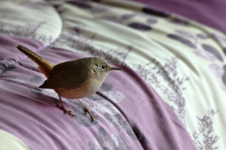 chercan-en-una-cama