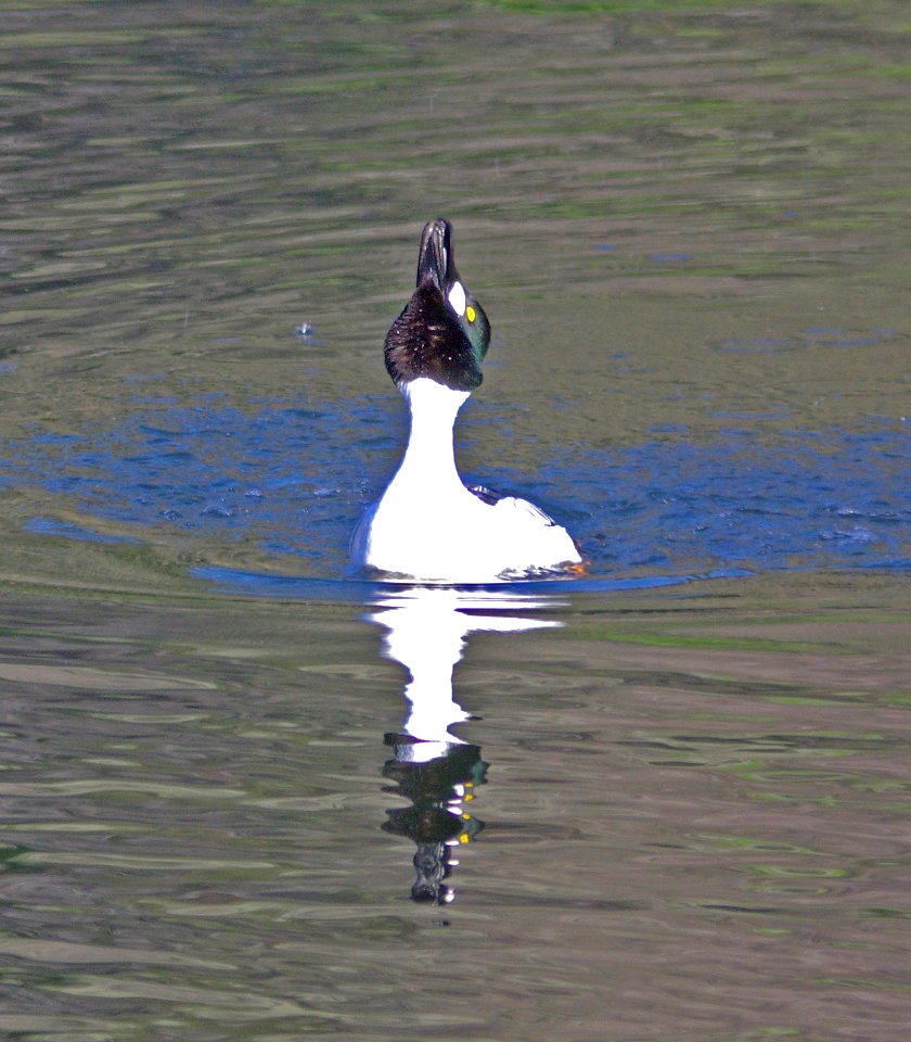 058 - COMMON GOLDENEYE (3-15-09) bob jones bridge, sloco, ca (7)
