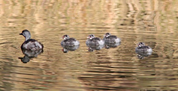 095 - LEAST GREBE (10-20-11) pena blanca lake, scc, az  (3)