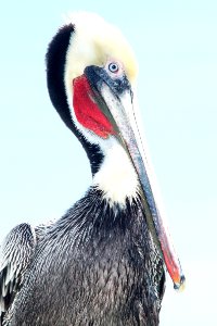 176 - BROWN PELICAN (3-22-10) morro bay, ca  (1)