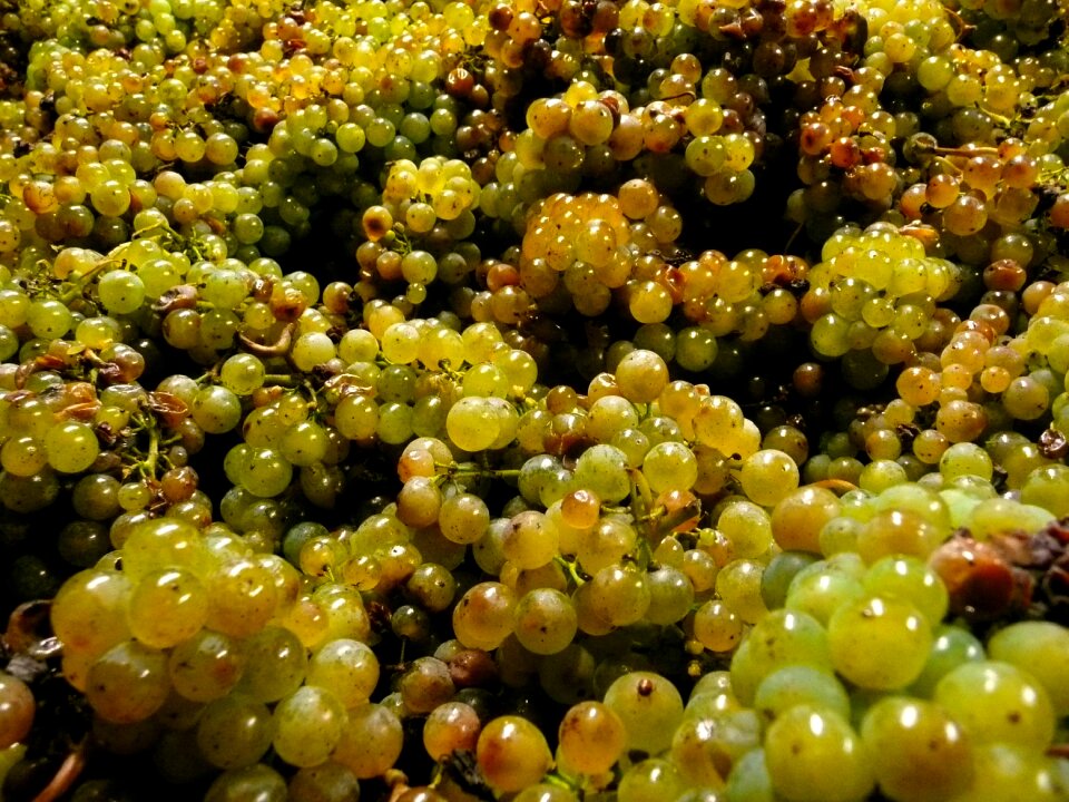 Fruit agriculture winery