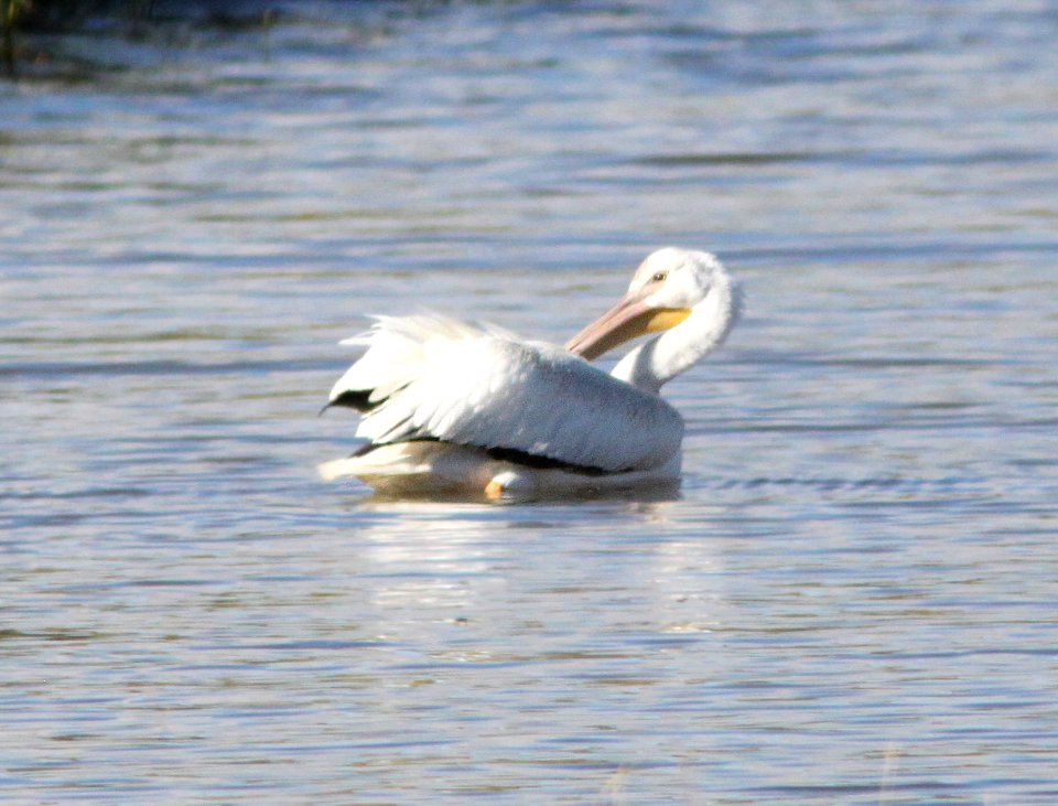 PELICAN, WHITE (10-12-12) patagonia lake, scc, az -03